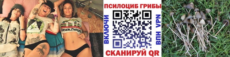 Псилоцибиновые грибы GOLDEN TEACHER  дарнет шоп  Саки 